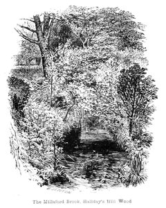 The Millaford Brook, Halidays Hill Wood